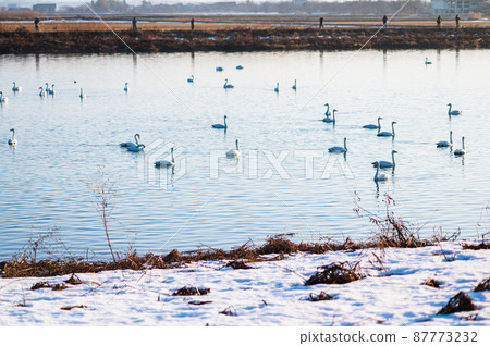 A flock of swans taking off | Lake Biwa in winter A flock of swans taking off | Lake Biwa in winter 87773232