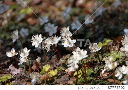 White flowers of Baikaouren 87773502