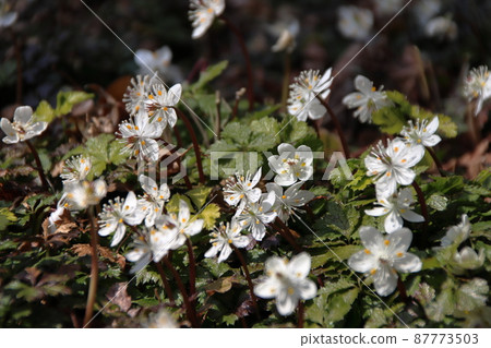 White flowers of Baikaouren 87773503