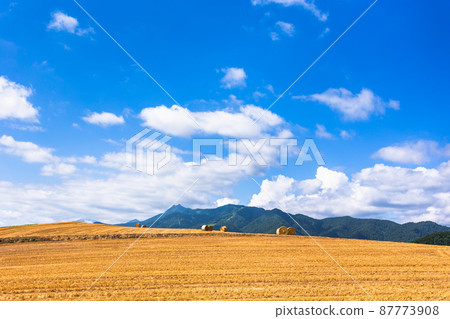 Furano, Hokkaido, wheat field in July, Japan Furano, Hokkaido, wheat field in July, Japan 87773908