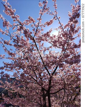 Kawazu櫻花在一個晴天 Kawazu櫻花在一個晴天 87773922
