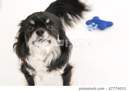 黑色和棕褐色長外套吉娃娃厭倦了藍色布玩具 87774033