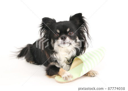 Black and Tan long coat Chihuahua clinging to the owner's slippers 87774038