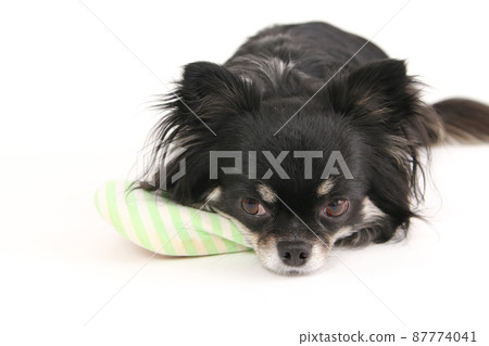 Black and Tan long coat Chihuahua clinging to the owner's slippers 87774041