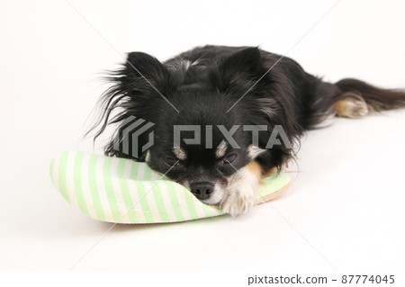 Black and Tan long coat Chihuahua clinging to the owner's slippers 87774045