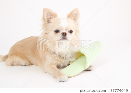 緊貼主人拖鞋的米色長外套吉娃娃 87774049