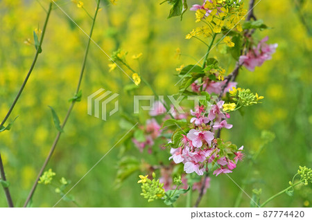 (春天的花景)久喜市青厄堀川上的河津櫻花和油菜花 (春天的花景)久喜市青厄堀川上的河津櫻花和油菜花 87774420