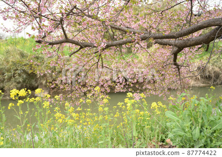 (春花的風景)久喜市青毛堀川河津櫻花和油菜花水平構圖 (春花的風景)久喜市青毛堀川河津櫻花和油菜花水平構圖 87774422