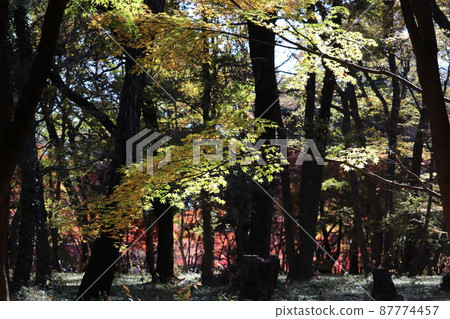 Autumn leaves on the approach Autumn leaves on the approach 87774457