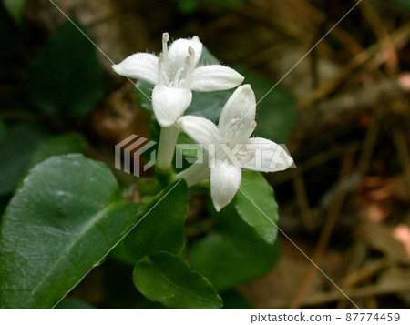 Mitchella undulata (Shimohamamyogasawa, Akita City) Mitchella undulata (Shimohamamyogasawa, Akita City) 87774459