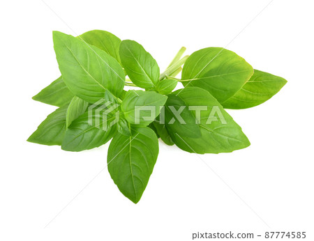 Basil leaves isolated on white background. Basil herb 87774585