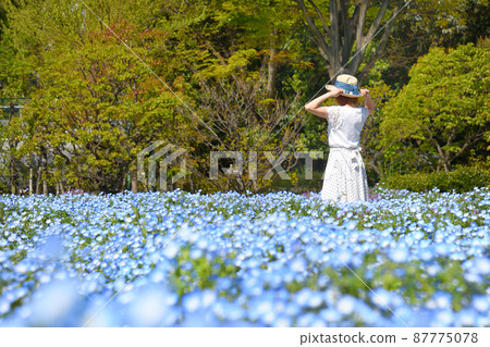 Nemophila and a woman 87775078