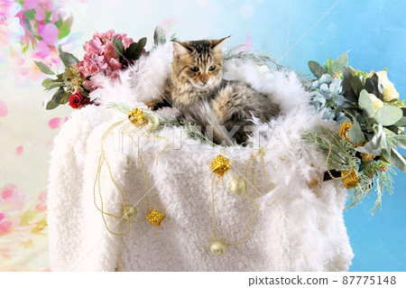 Cute Kijitora protection cat with slightly long hair 87775148