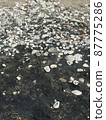 Beach with volcanic sand and shells 87775286