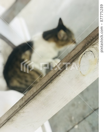 Little cute cat 87775289