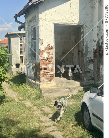 Country house with dogs 87775290