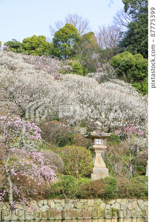 盛開的中山寺和梅園 87775399