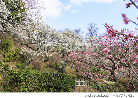 Nakayamadera and plum garden in full bloom Nakayamadera and plum garden in full bloom 87775423