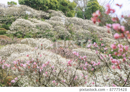 盛開的中山寺和梅園 87775428
