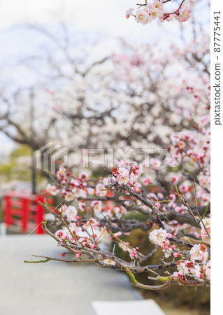 盛開的中山寺和梅園 盛開的中山寺和梅園 87775441