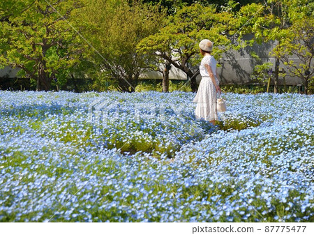 Nemophila and a woman - Stock Photo [87775477] - PIXTA