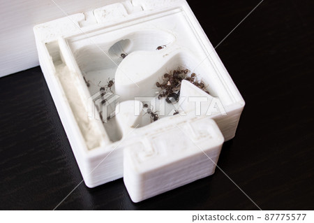 Ants in white formicaria on wooden table Ants in white formicaria on wooden table 87775577