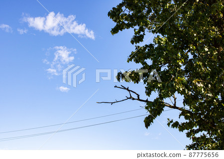 Green leaves on tree branches against blue sky Green leaves on tree branches against blue sky 87775656