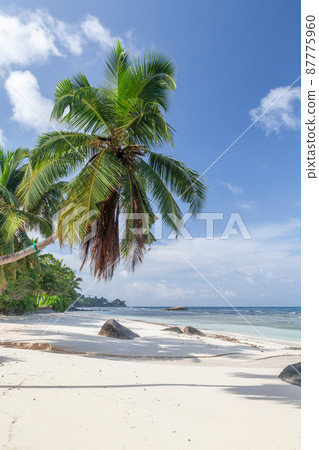 Tropical beach with palm trees 87775960