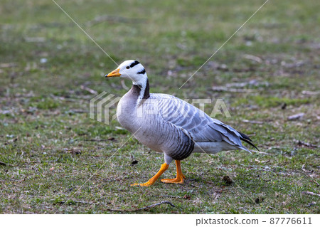 The bar-headed goose, Anser indicus seen in English Garden in Munich 87776611