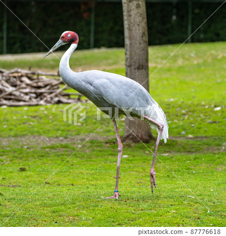 Sarus crane, Grus antigone also known as Indian sarus crane Sarus crane, Grus antigone also known as Indian sarus crane 87776618