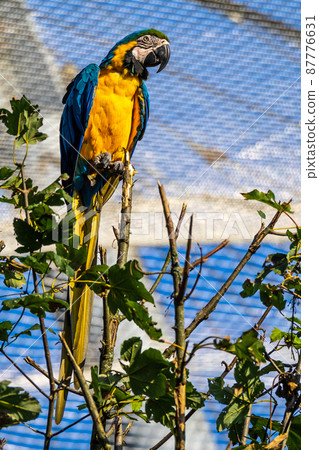 The Blue-and-yellow Macaw, Ara ararauna is a large South American parrot 87776631
