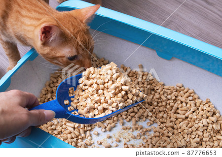 Tray with filler, scoop and cat closeup Tray with filler, scoop and cat closeup 87776653