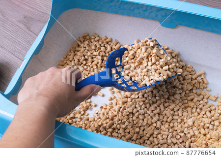 Tray with filler, scoop and cat closeup Tray with filler, scoop and cat closeup 87776654