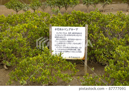 Mangrove of hand flower club 87777091