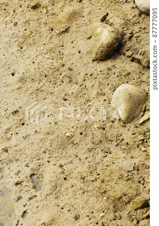 住在手花俱樂部紅樹林的招潮蟹 87777095