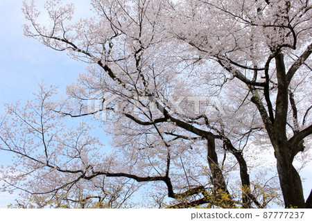 Sakura at Iida City Museum Sakura at Iida City Museum 87777237