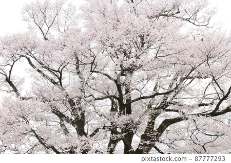 飯田市博物館的櫻花 飯田市博物館的櫻花 87777293