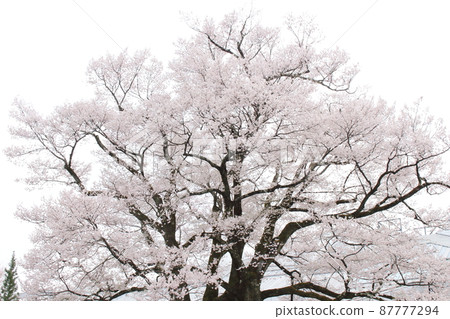 飯田市博物館的櫻花 87777294