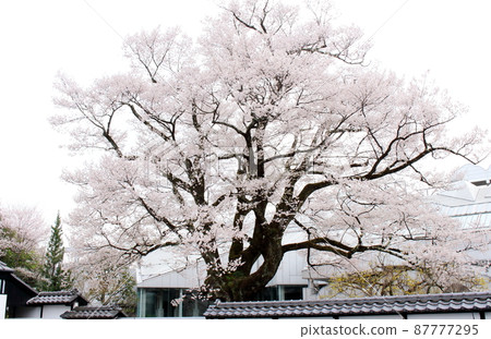 飯田市博物館的櫻花 87777295