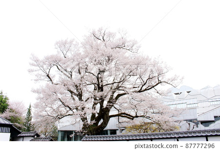 飯田市博物館的櫻花 87777296