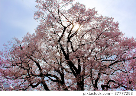 飯田市博物館的櫻花 87777298