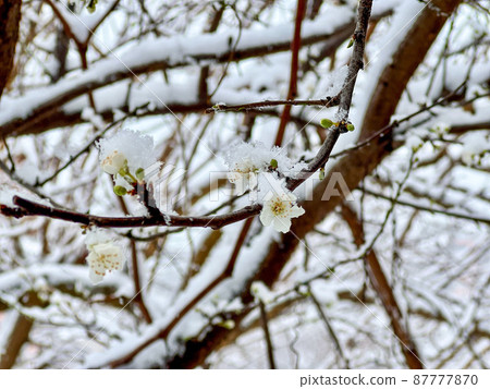 blooming spring branches and flowers that freeze under the snow in spring 87777870