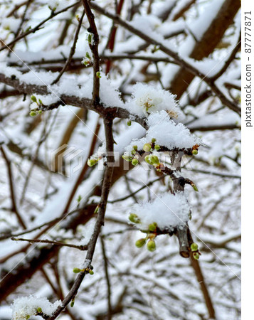 blooming spring branches and flowers that freeze under the snow in spring 87777871