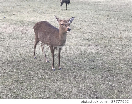 Nara deer 87777962