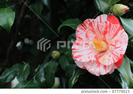 Rose flower Rose flower 87778025