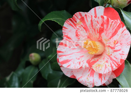 Rose flower 87778026