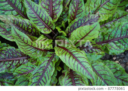 Rumex sanguineus redvein dock leaves 87778061