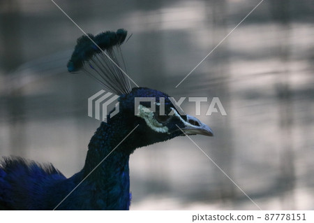 孔雀 孔雀 87778151