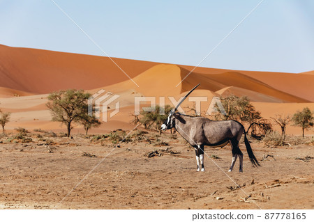 Dead Vlei landscape in Sossusvlei, Namibia Africa Dead Vlei landscape in Sossusvlei, Namibia Africa 87778165