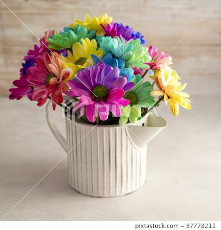 Rainbow Chrysanthemum flower. Bouquets of blossom colorful flowers, selective focus. Abstract square floral background 87778211